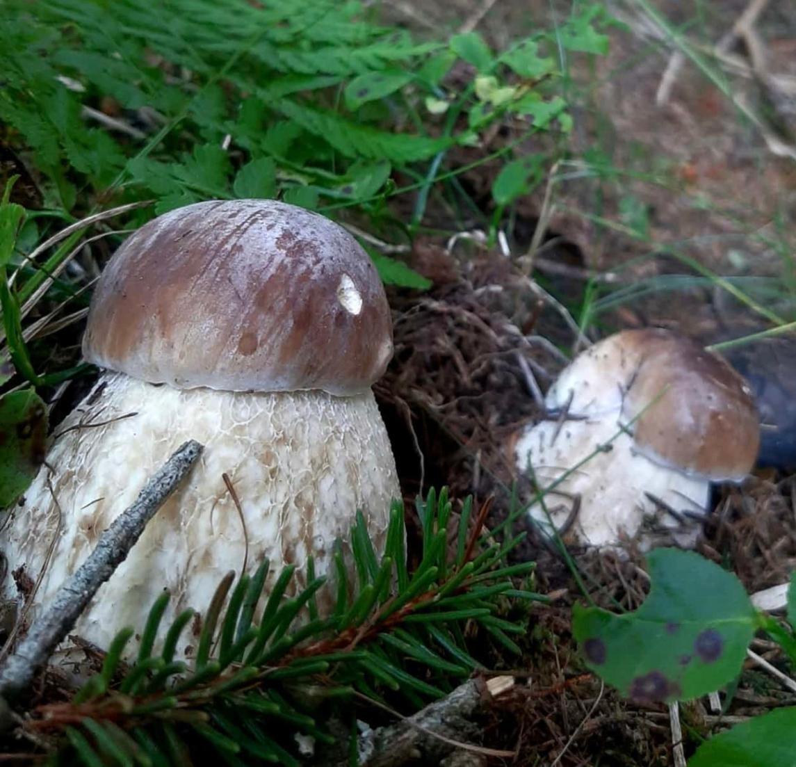 Appartamento Ciasa Erica - Val Di Non Predaia Esterno foto